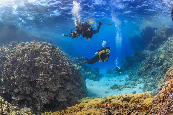 Dykare undersökte korallrev, röda havet, Egypten Stockbild