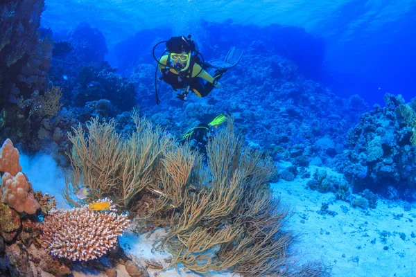 Дайвер у червоному морі, Єгипет Ліцензійні Стокові Фото