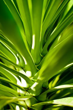 egzotik yeşil yaprakları yakın çekim.