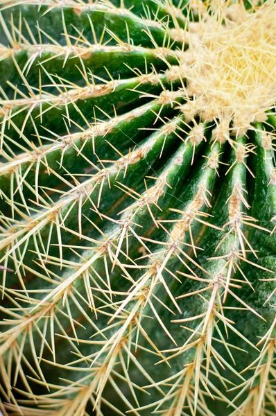 Cactus close-up. Detalhe suculento da planta . — Fotografia de Stock