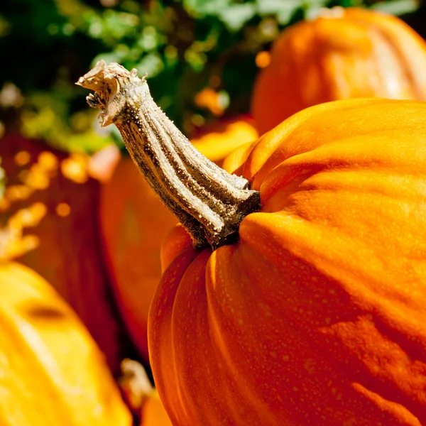 Seasonal Pumpkin Background — Stock Photo, Image