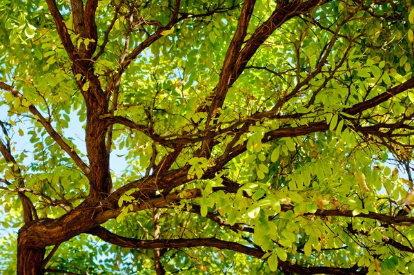 Svatojánský strom detail pozadí. — Stock fotografie