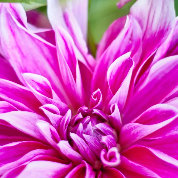 Tło kwiat Dalia. jesień kwiat — Zdjęcie stockowe