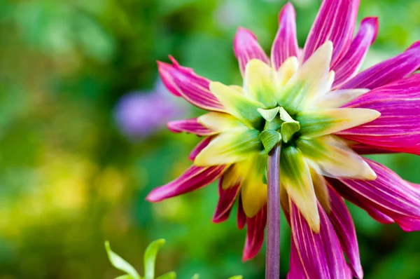 Dahlia flower background. autumn flower — Stock Photo, Image