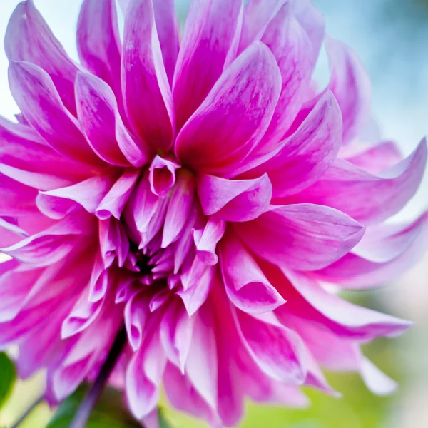 Dahlia flower background. autumn flower — Stock Photo, Image