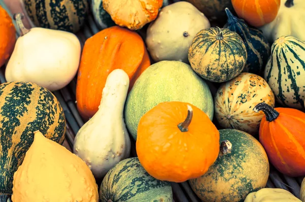 Pumpkins and squashes. — Stock Photo, Image