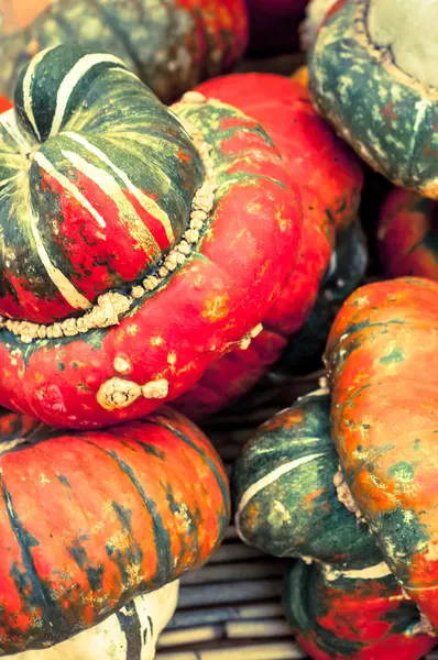 Abóboras e squashes . — Fotografia de Stock