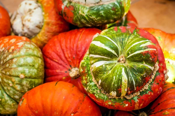 Pumpkins and squashes. — Stock Photo, Image