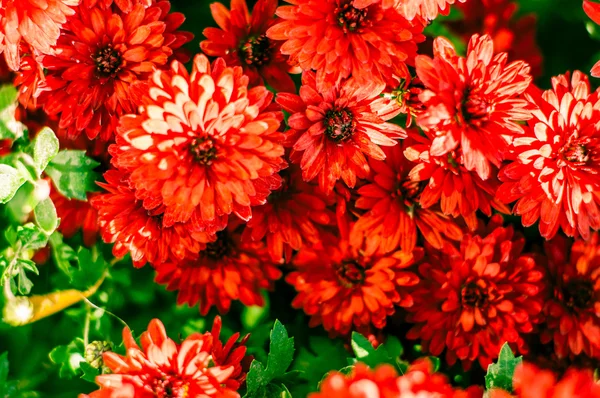 Fond chrysanthème rouge — Photo