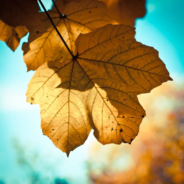 Feuilles d'érable fond — Photo