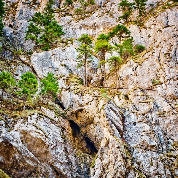 Mountain wall and pine trees — Stock Photo, Image