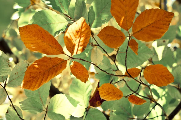 Jesienne liście tła — Zdjęcie stockowe
