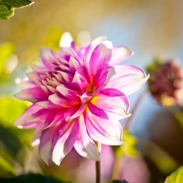 Dahlia flower background. Autumn flower. — Stock Photo, Image