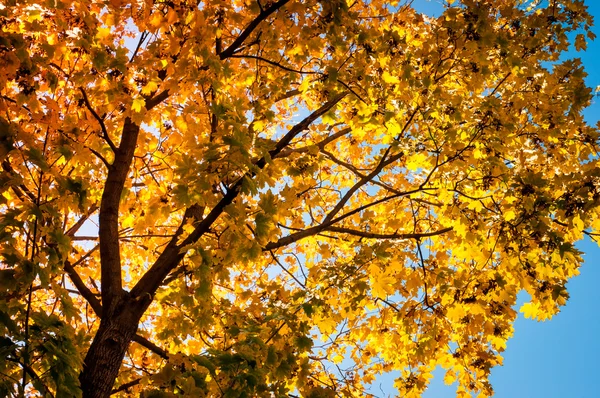 Осеннее дерево на голубом фоне неба — стоковое фото