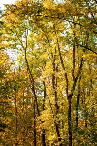 Forest trees in autumn background — Stock Photo, Image
