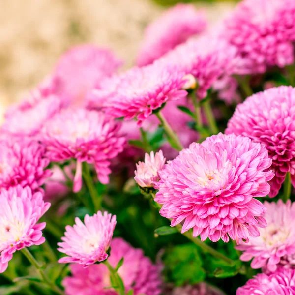 Chrysanthemum background — Stock Photo, Image