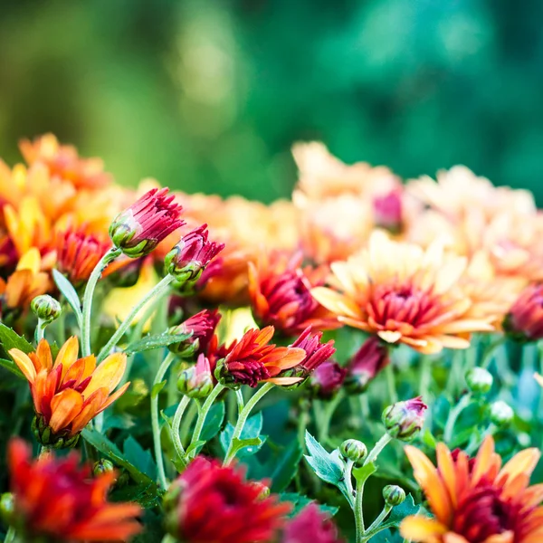 Crisantemo sfondo — Foto Stock