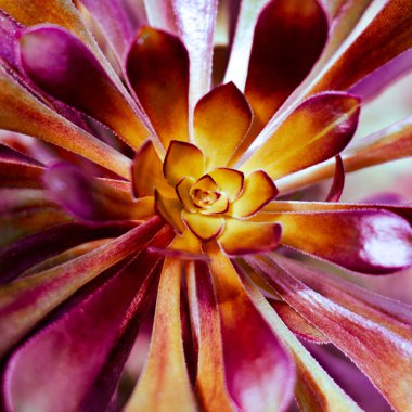 etli bitki arka plan. 