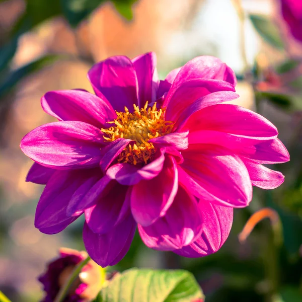 Chrysanthemum flower background. — Stock Photo, Image