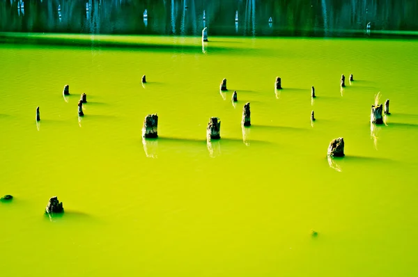 Troncos de árboles en hermoso lago verde . Imágenes de stock libres de derechos