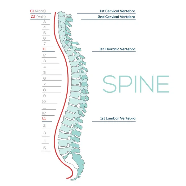 Ilustración Médica Columna Vertebral Diagrama Columna Vertebral Humana Secciones Vertebrales —  Fotos de Stock