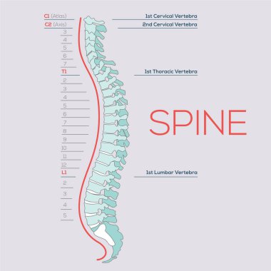 Omurganın vektör tıbbi çizimi, insan omurgasının diyagramı, omurganın kesitleri, omurganın..