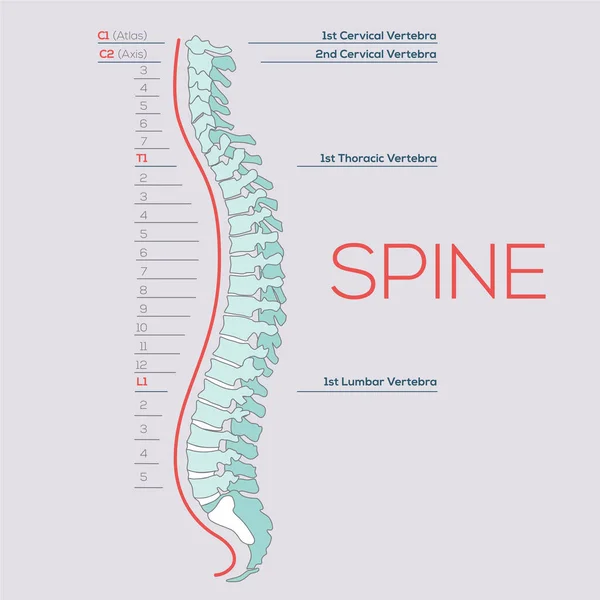 脊柱的矢量医学图解 人类脊柱图 椎体切片 — 图库矢量图片