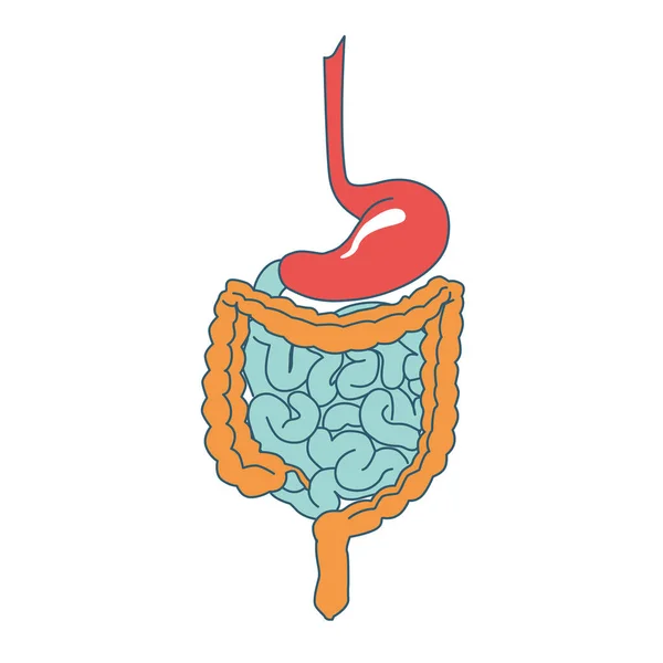 腸管の解剖学 胃の画像 小さな 大きな腸 十二指腸 ジュヌム イリュウム 医用抽象画 — ストック写真