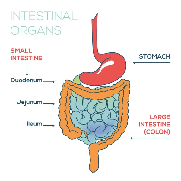 Anatomia Dos Órgãos Intestinais Imagem Estômago Reto Delgado Intestino Grosso — Fotografia de Stock