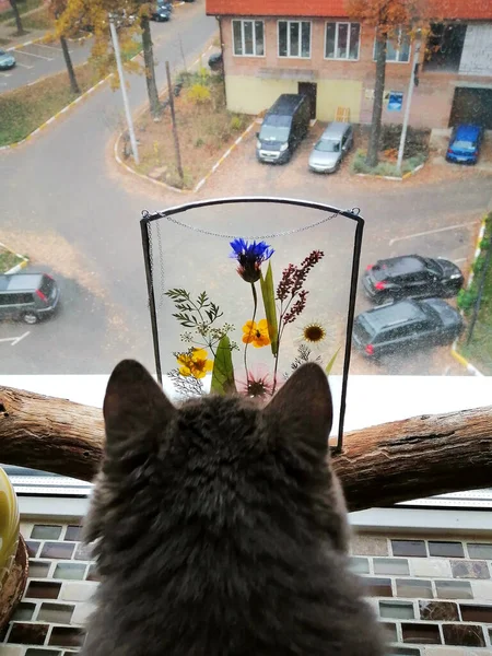 Kat Herbarium Handgemaakt Glas Lood Venster Met Van Gedroogde Bloemen — Stockfoto