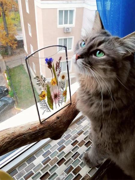고양이와 허브리움 Cat Herbarium 티파니 기법을 사용하여 만들어 프레임의 허브로 — 스톡 사진