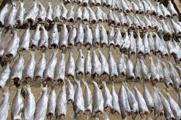 Deniz balık Tayland.