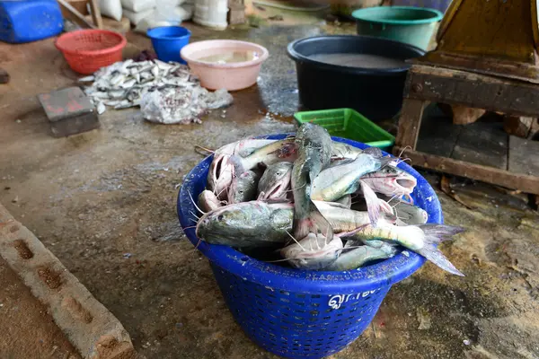 Deniz balık Tayland.