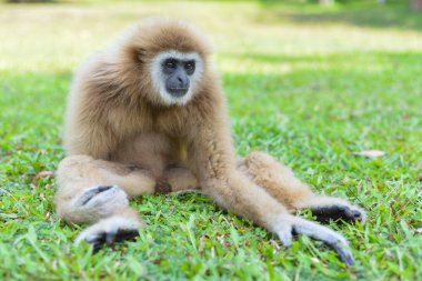 Gibbons sitting on the lawn. clipart