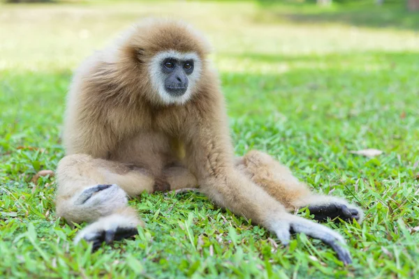 Gibbons sitter på gräsmattan. Royaltyfria Stockfoton
