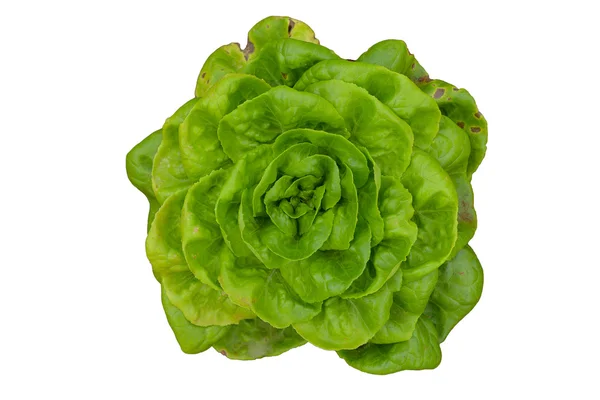 Beyaz arka plan üzerinde izole sebze Tayland