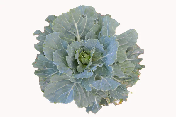 Beyaz arka plan üzerinde izole sebze Tayland