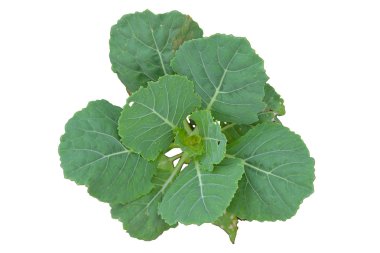 Beyaz arka plan üzerinde izole sebze Tayland