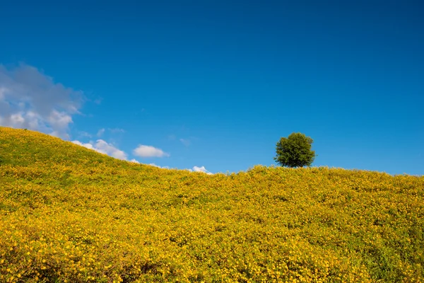 Ağaç kadife çiçeği, Tayland Meksika tournesol