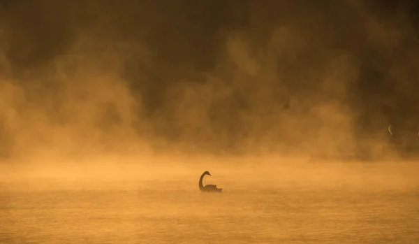 Swan simning thailand Stockbild
