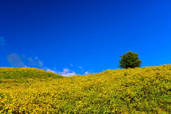 Tayland ayçiçeği tepe üzerinde