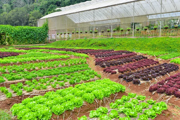 Hortalizas en Tailandia — Foto de Stock