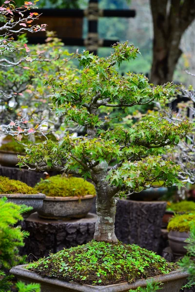 Bonsai i trädgården Stockfoto