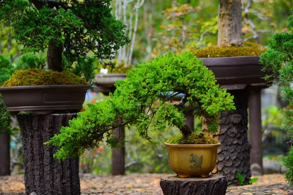 Bonsai i trädgården Royaltyfria Stockbilder