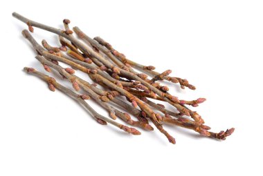 Beyaz arka planda çay yapmak için taze frenk üzümü filizleri