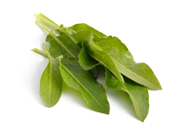 Rumex Confertus Green Leaves Isolated White Background — Stock Photo, Image