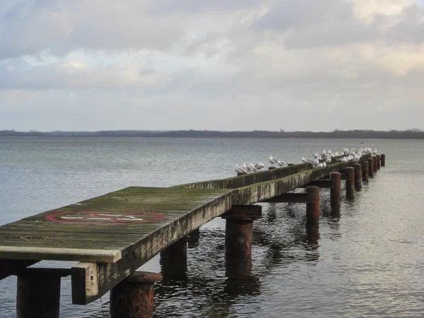 Seagulls Jetty Lubeck Travemuende — Stock Photo, Image