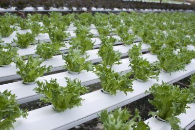 hydroponic sebze