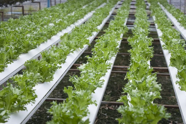 Hydroponic Vegrtable