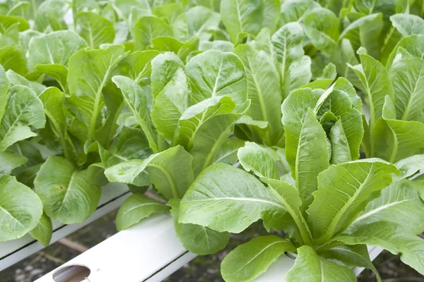 Hydroponic Vegetable — Stock Photo, Image